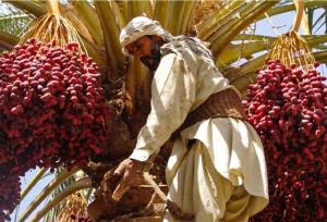 آیین هامین؛ سنتی ماندگار از همدلی نخلداران سیستان و بلوچستان