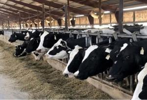 پرداخت ۶۵ میلیارد تومان تسهیلات برای فعالسازی طرح‌های پرواربندی در خراسان شمالی