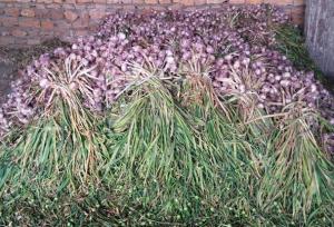 یار محمدی: کشت سیر در مزارع طارم آغاز شد