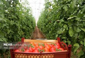 برداشت محصول گوجه فرنگی از مزارع کشاورزی شهرستان پارسیان آغاز شد