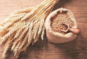 اختصاص ۸ هکتار از اراضی تحقیقاتی اراک به تولید بذر پرورشی گندم و جو