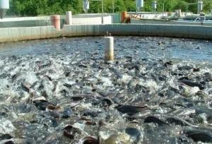 آذربایجان غربی قطب شیلات و آبزیان کشور؛۲۱ هزارتن آبزی تولید می شود