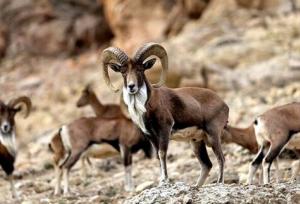 اجرای تمهیدات ویژه برای حفاظت از حیات‌وحش کهگیلویه و بویراحمد در شرایط زمستانی