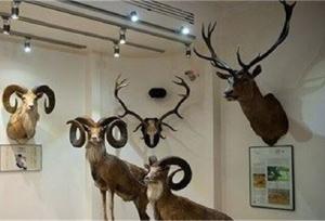 خواب دوباره موزه حیات وحش طبیعی خراسان شمالی بعد از ۱۲ سال