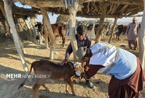 تقویت ایمنی دامی چابهار با اجرای بیش از ۲۶۴ هزار نوبت واکسیناسیون