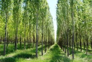 فرهادی:۶۵۱ تن چوب از اراضی کشاورزی دهلران برداشت شد