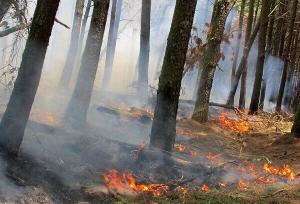 آتش‌افروز جنگل‌های هیرکانی دستگیر شد