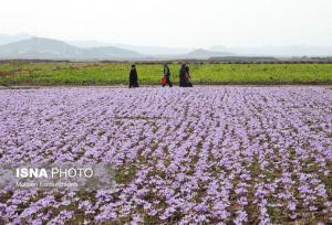 تربت‌حیدریه؛ مقصد جدید گردشگری زعفران در ایران