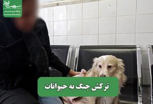 ترکش جنگ به حیوانات