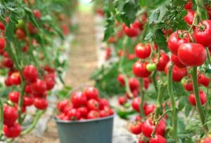 آغاز برداشت گوجه‌فرنگی از ۳۰۰ هکتار مزارع بستک