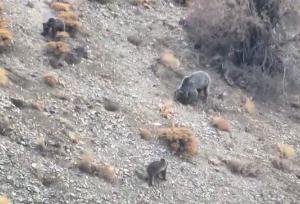 مشاهده خانواده خرس قهوه‌ای در دنا