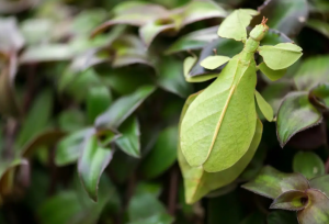 حشراتی که به شکل باورنکردنی شبیه گیاهان هستند