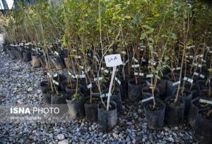 رئیس اداره آموزش منابع طبیعی زنجان: مدارس بهترین بستر برای نهادینه‌سازی فرهنگ حفاظت از منابع طبیعی هستند