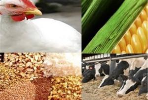 نهاده‌های دامی با ارز 80 هزار تومانی به دست تولیدکننده می رسد