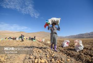 برداشت بیش از ۱۵ هزار تن سیب‌زمینی از مزارع استان قزوین