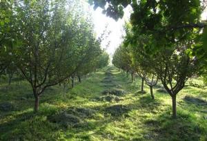 مدیر باغبانی استان: توسعه ۵۰۰ هکتاری باغات دیم کرمانشاه را هدفگذاری کرده‌ایم