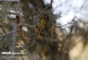آمادگی دائمی برای مقابله با ملخ صحرایی ضروری است