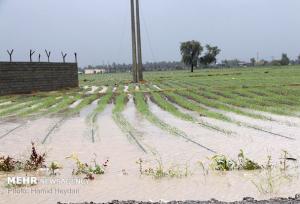 رخشان: بارندگی ها ۶۰۰ میلیارد تومان به کشاورزی بم خسارت زد