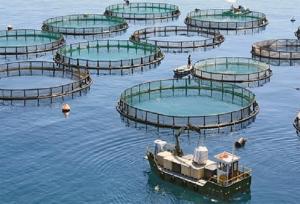 هدف‌گذاری تولید ۵ هزار تن ماهی دریایی در قفس در خوزستان