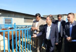 مشکل تأمین نهاده‌های دامی در لرستان به‌زودی حل می‌شود