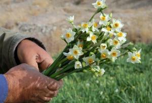 کیفیت بالای گل نرگس خراسان‌جنوبی، مزیت رقابتی تولیدکنندگان استان