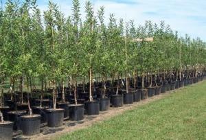 چالش خشکسالی در طرح ملی کاشت یک میلیارد درخت؛ «پساب» به کمک می‌آید