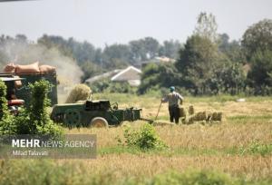 ۶۰ درصد اشتغال بابل در حوزه کشاورزی است