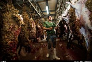 وقتی سنت عقب نمی‌نشیند؛ جدال گوشت، سلامت و مدرنیته در بوشهر