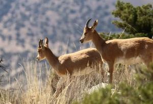 جمعیت حیات وحش اصفهان با وجود خشکسالی پایدار ماند