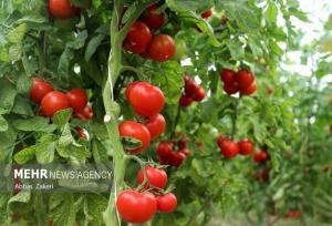 پیش‌بینی برداشت ۵۵۸ هزار تُن گوجه‌فرنگی از مزارع قزوین