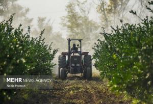 سهم ۱۴.۵ درصدی بخش کشاورزی از اشتغال کشور