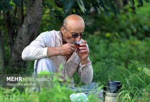 فراخوان جشنواره ملی رسانه‌ای «چای» منتشر شد