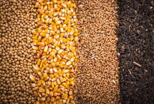 صدور مجوز واردات 5.5 میلیون تن نهاده‌ دامی توسط ستاد تنظیم بازار