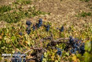 طرح توسعه باغات انگور ایوان در سطح ملی پیگیری می شود