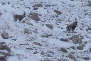 هشدار عمومی اداره کل حفاظت محیط زیست اردبیل در پی برودت هوا