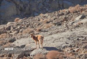 اصفهان سرشماری حیات وحش را با پهپاد در کلاه‌قاضی اجرا کرد