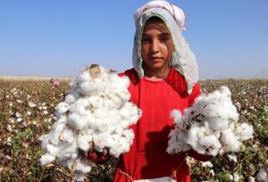 جلیلوند: برداشت ۲۰۰ تن وش پنبه از مزارع استان قزوین آغاز شد