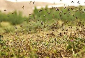 شیبانی: هجوم ملخ ها در خراسان رضوی تحت کنترل است