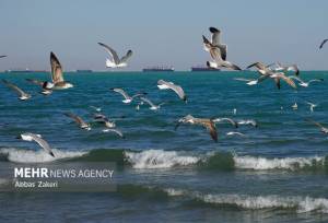 آب‌های شرق خلیج فارس نسبتاً مواج است