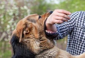 یک مسئول: امسال ۱۷ هزار قلاده سگ صاحب‌دار در کرمانشاه علیه بیماری هاری واکسینه شده‌اند