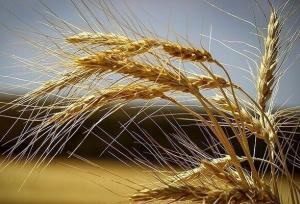 خرید ۷۳ هزار تن گندم در کهگیلویه و بویراحمد از ابتدای فصل برداشت