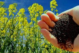 کشت کلزا در دلگان با بذر اصلاح‌ شده