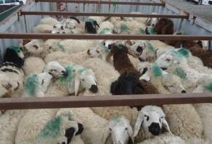 کشف ۶۹ رأس دام قاچاق در شهرستان ثلاث باباجانی