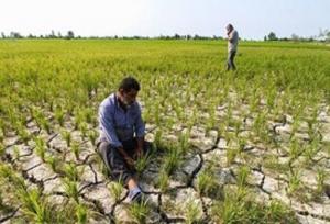 اختصاص اعتبار ویژه برای جبران خسارت خشکسالی به کشاورزان خراسان شمالی