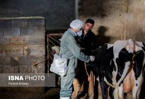 آغاز واکسیناسیون تب برفکی دام‌های سبک و سنگین در گیلان