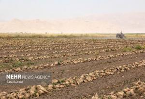 برداشت ۴۵۰۰ هکتار چغندر قند در کرمانشاه انجام شد