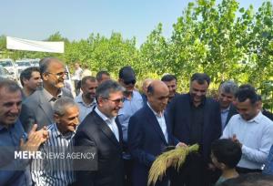 نخستین برداشت مکانیزه برنج سال جاری در صومعه‌سرا آغاز شد