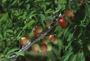 زنجان به یکی از قطب‌های اصلی تولید محصولات باغی ایران تبدیل شده است