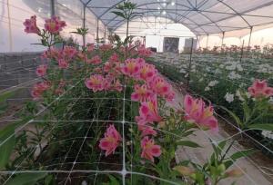 شهریار؛ از باغ‌های سنتی تا گلخانه‌های مدرن در غرب تهران