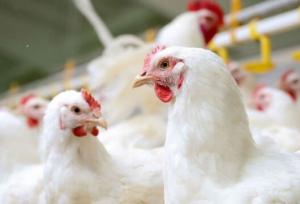 سایه کمبود نهاده‌ها بر فعالیت مرغداران همدان